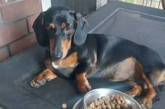 Lost Dachshund: Blacktown, Glow Collar