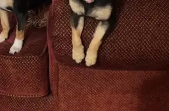 Lost Chiweenie: Pink Collar, Tacoma