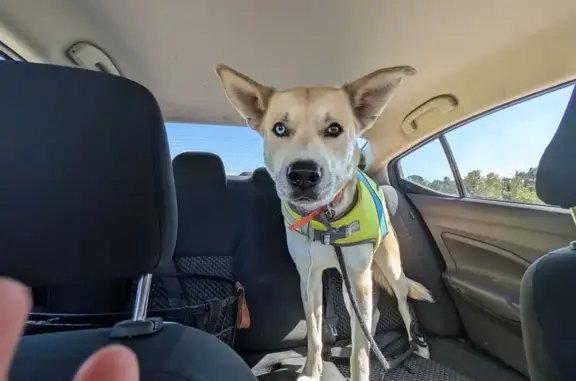 Lost Dog: Unique Eyes, Curtis Road Area