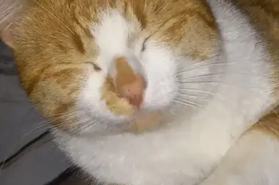 Lost Orange Tabby in Clover Creek, WA