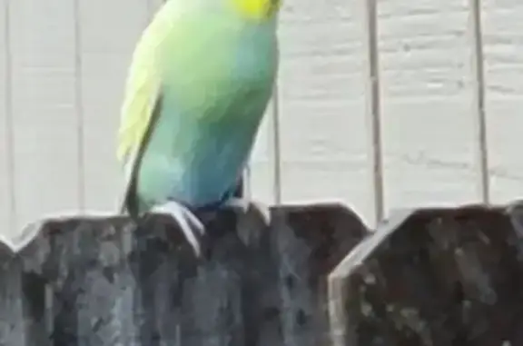 Uncaptured Bird Wanders Vancle...