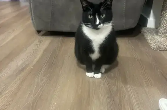 Lost Black & White Cat - Main St, Medway