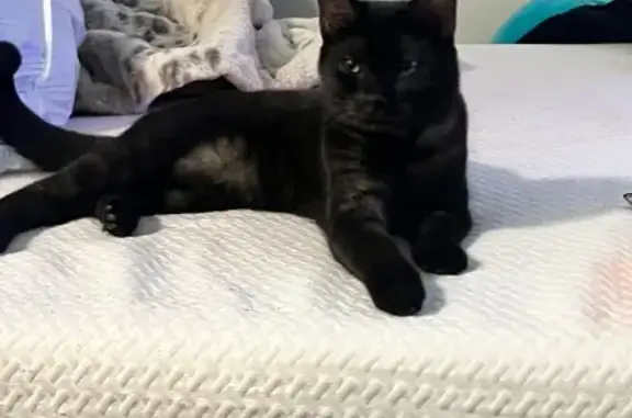 Lost Black Cat with Pink Collar in Dublin