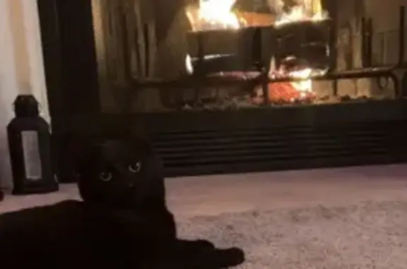 Lost Black Cat: Lenape Trail, South Orange