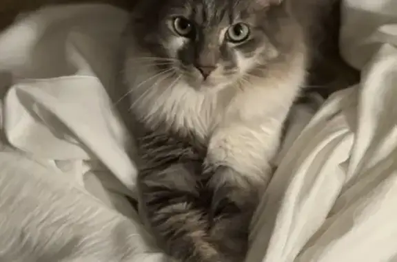 Help Find Habibi: Lost Near Phantom Lake