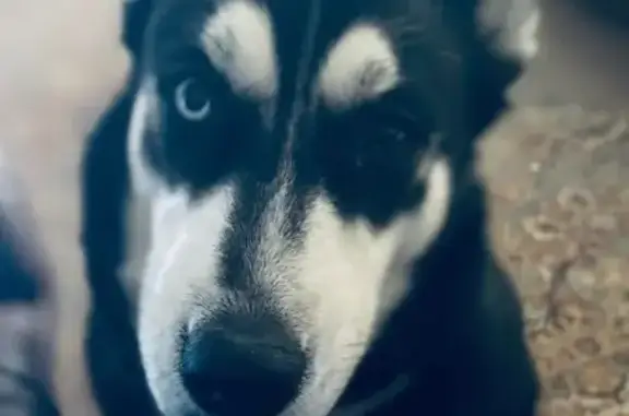 Lost Dog: Unique Eyes, East Maple St.