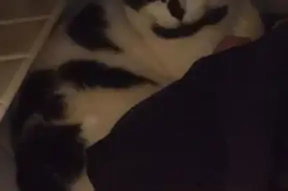 Missing cat Battle Creek, photo: Lost Cat: Black & White with Heart Marking