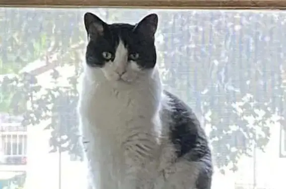 Lost 17-Year-Old Black & White Cat
