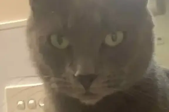 Lost Grey Cat 'Ash' in Meagher Court