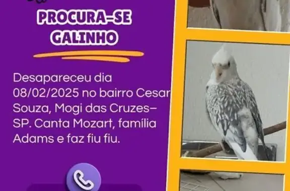 pássaro desaparecida