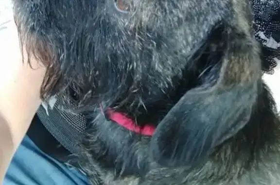 Lost Dogs: Schnauzer & Lab/Pit Mix