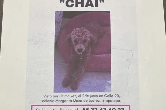 ¡Ayuda! Poodle café perdida en CDMX