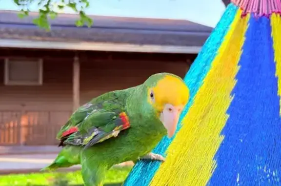 Help Find Paco: Lost Parrot in Brentwood