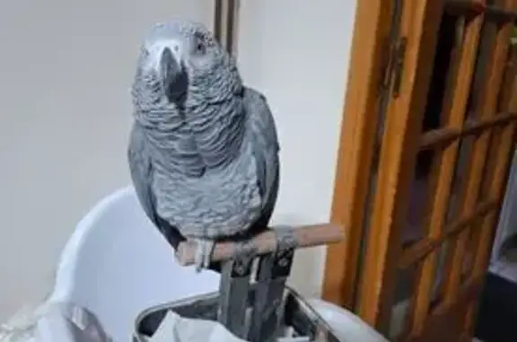 Animaux perdus , photo: Perdu : oiseau gris à queue rouge, Sotteville