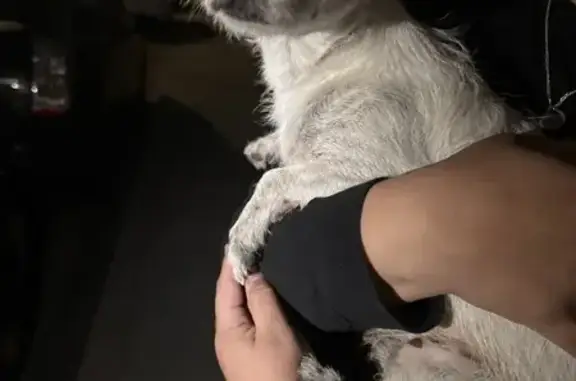 Found: Groomed White Dog on Du...