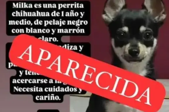 perro encontrada, Granada