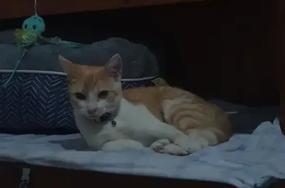 Lost Small Cat: White & Orange, Moreton Bay