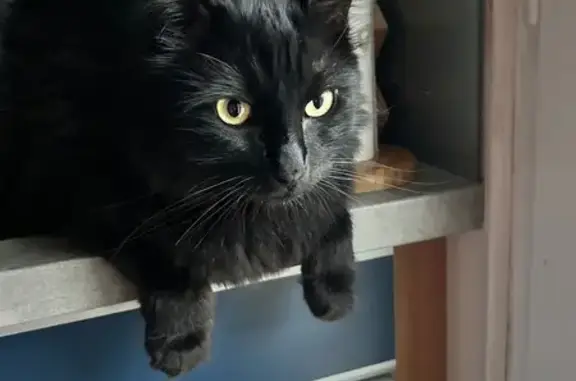 Chat perdu, Saint-Ay, photo: Chat perdu, sociable, poils longs, Saint-Ay
