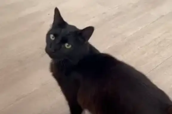 Lost Black Cat: Harrison in Brisbane
