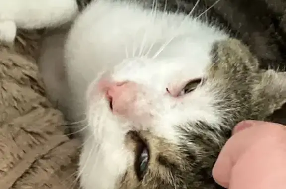 Lost White Tabby: Microchipped in Perth