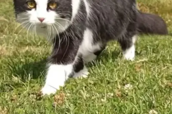 Chat perdu, , photo: Chatte perdue Misty, noir et blanc, peureuse