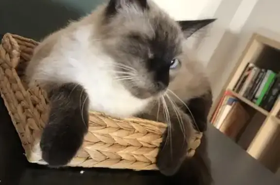Gata Siamés Única Perdida en Vilanova