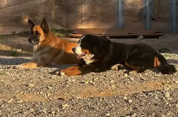 Perros Perdidos en Liria: Zeus y Lola