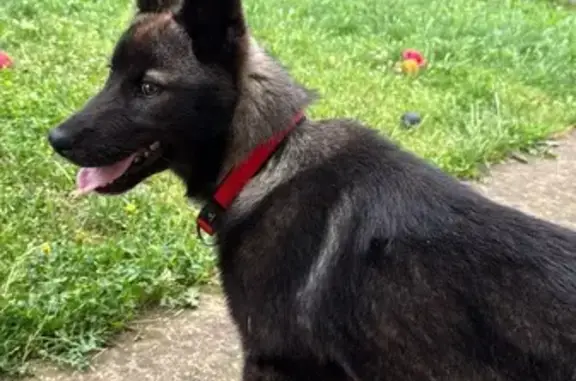 Chien perdue peureuse collier rouge Sablons - photo