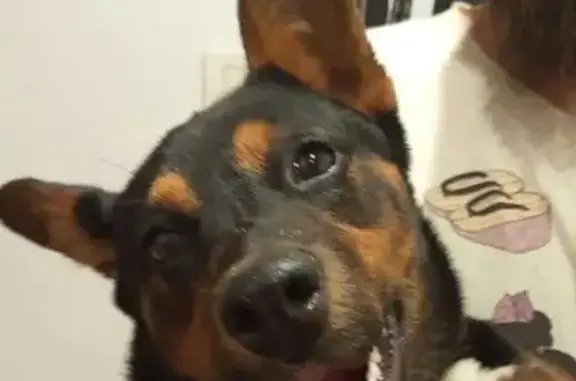 ¡Cachorra Juguetona Busca Hoga...