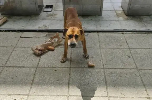Perro Marrón Herido en Guadix: Urge Ayuda