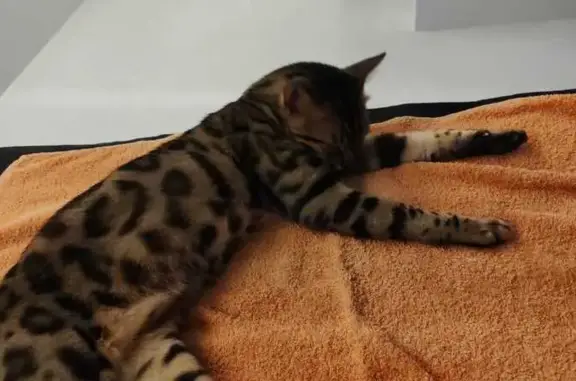 ¡Gato Perdido! Macho Moteado y Asustadizo