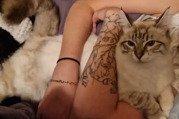 Animaux perdus Artix, photo: Chatte blanche aux yeux bleus perdue à Artix