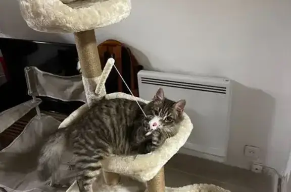 Animaux perdus Montpellier, photo: URGENT : Chat perdu rue Proudhon, Montpellier
