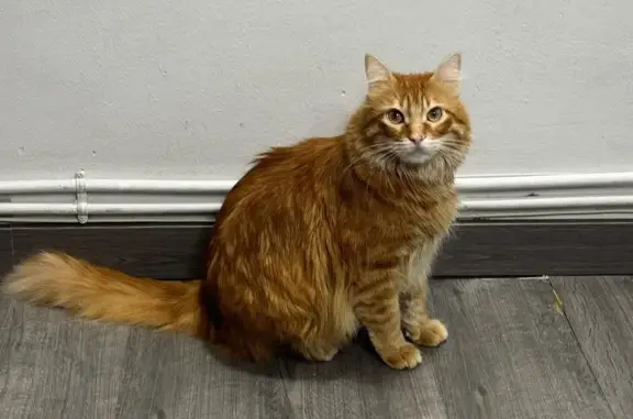 ¡Gato Pelirrojo Perdido en Parvillas, Madrid!