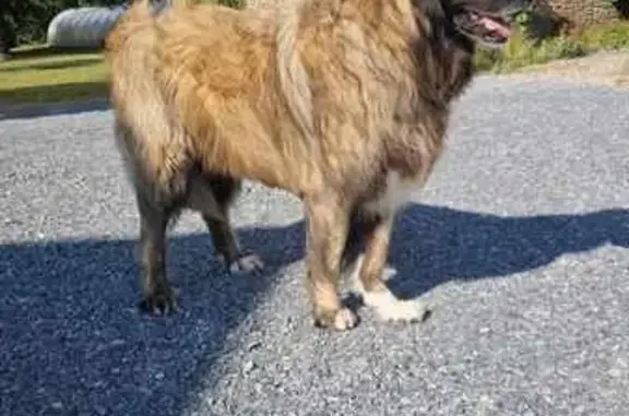Chien perdu Commer, photo : Chien perdu : Berger du Portugal fauve