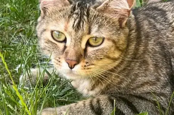 Chatte tigrée perdue à La Chapelle - photo