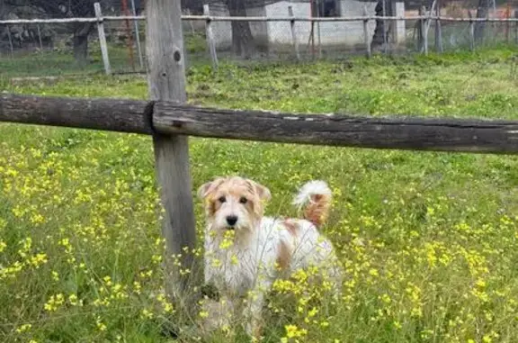 ¡Ayuda! Jack Russell perdido en Gredos