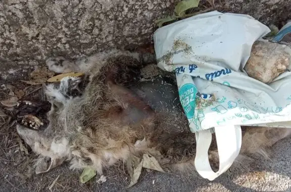 Chat roux trouvé décédé rue Alfred Musset - photo