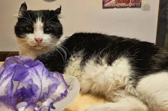Animaux perdus La Seyne-sur-Mer, photo: Chat noir et blanc perdu, oreilles déformées