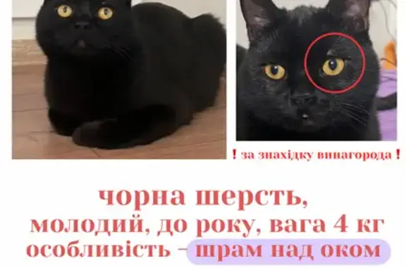 Зникла чорна кішка: винагорода за знахідку