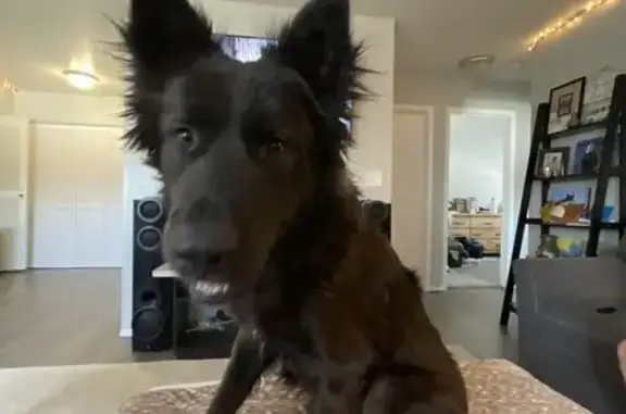 Lost German Shepherd: S. 8th St, CO