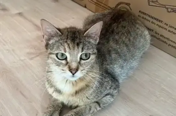 Animaux perdus Bourg-en-Bresse, photo: Chat tigré perdu, peureux, Bourg-en-Bresse