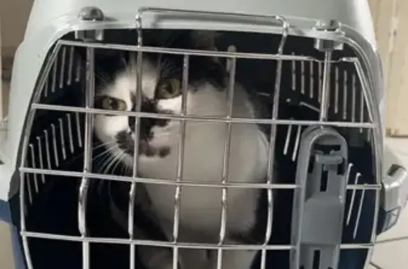 Animaux trouvés Reims, photo: Chatte blanche/noire trouvée à Reims