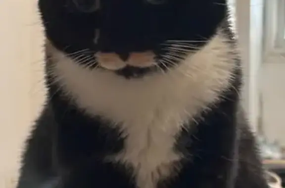 Chatte écaille perdue, pattes blanches, Sables - photo