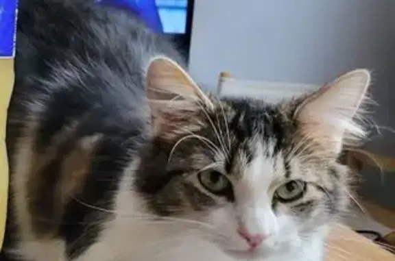 Animaux perdus Fégréac, photo: Chat perdue pucée, très peureuse, Fégréac