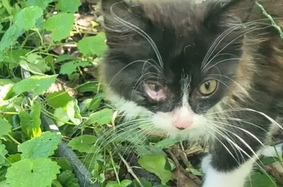 Chat trouvé Moirans, photo: Chaton noir trouvé, blessé, Moirans