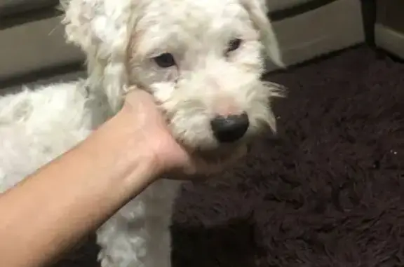 cachorro encontrada