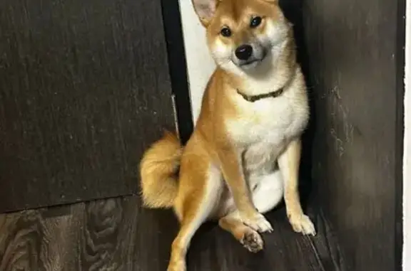 Lost pets Singapore, photo: Lost Dog in Woodlands Area: Report Sightings