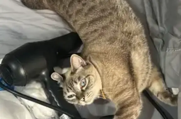 gato desaparecida