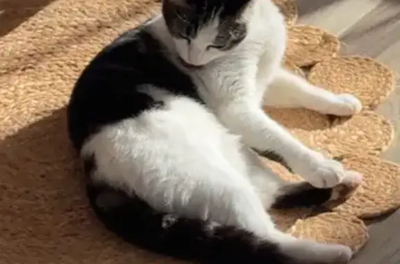 Romy, chat craintif perdu à Landevieille - photo